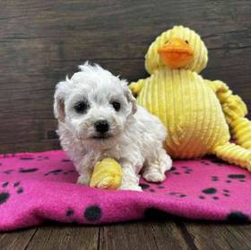 Bichon