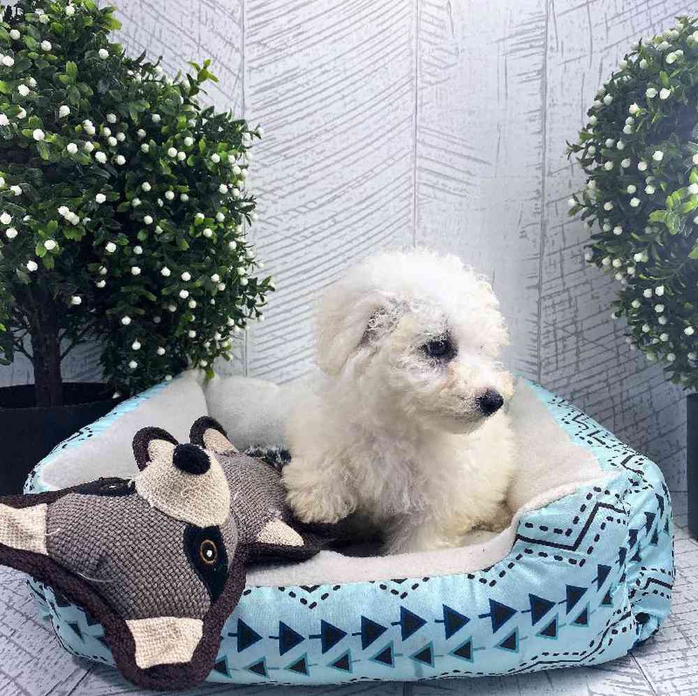 carousel pet images