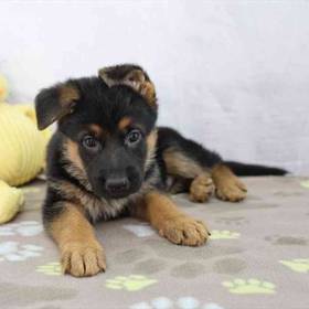 German Shepherd