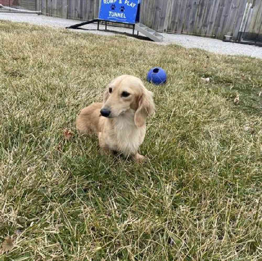 Female Dachshund Puppy for Sale in Millersburg, IN