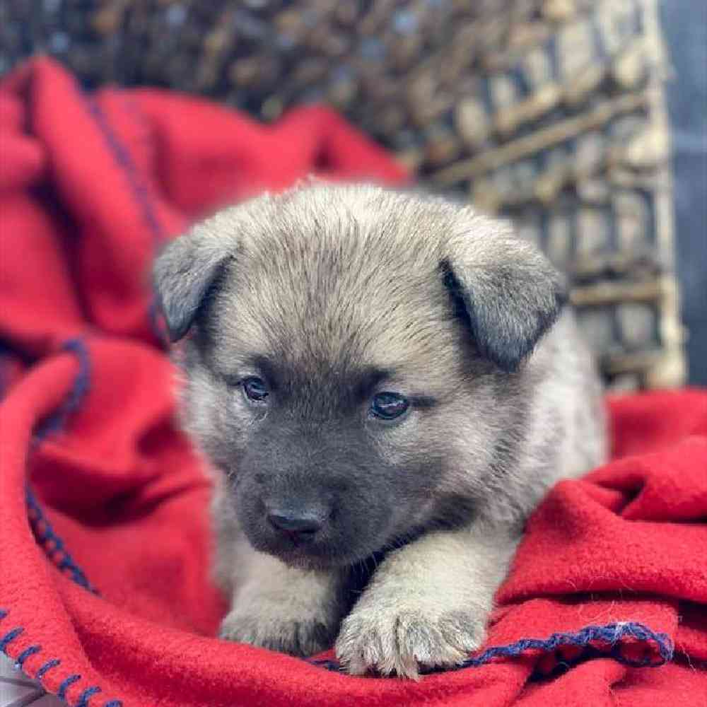 carousel pet images