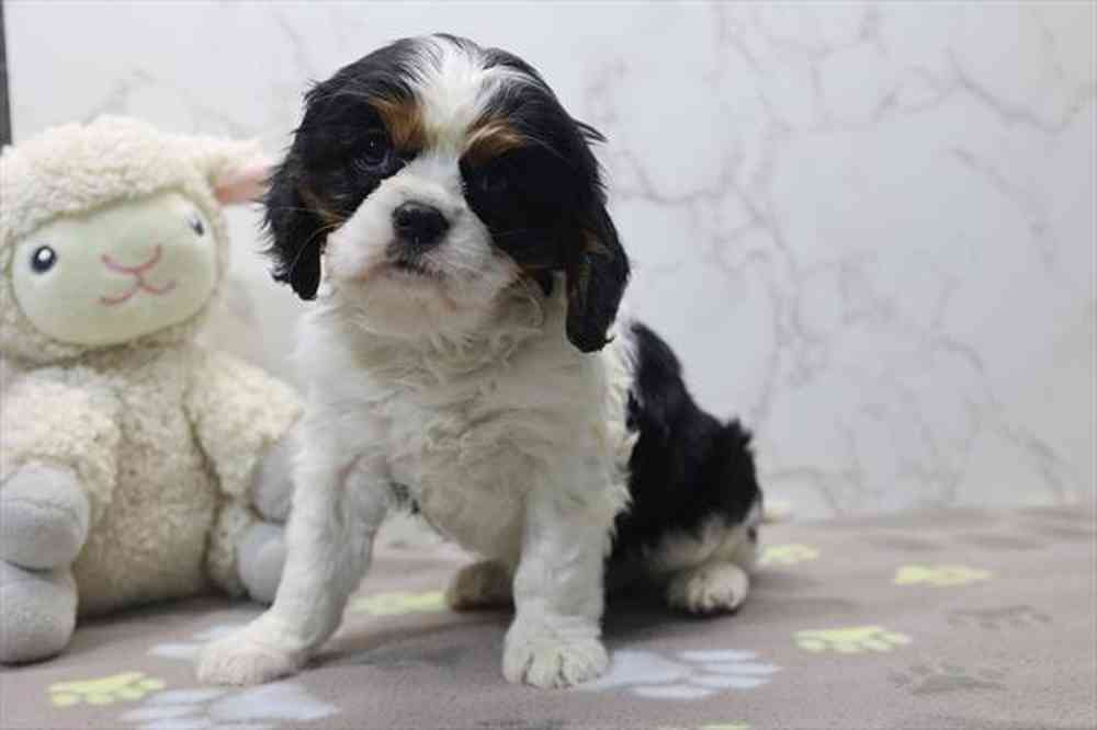 carousel pet images