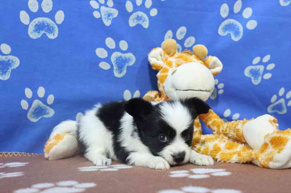 carousel pet images