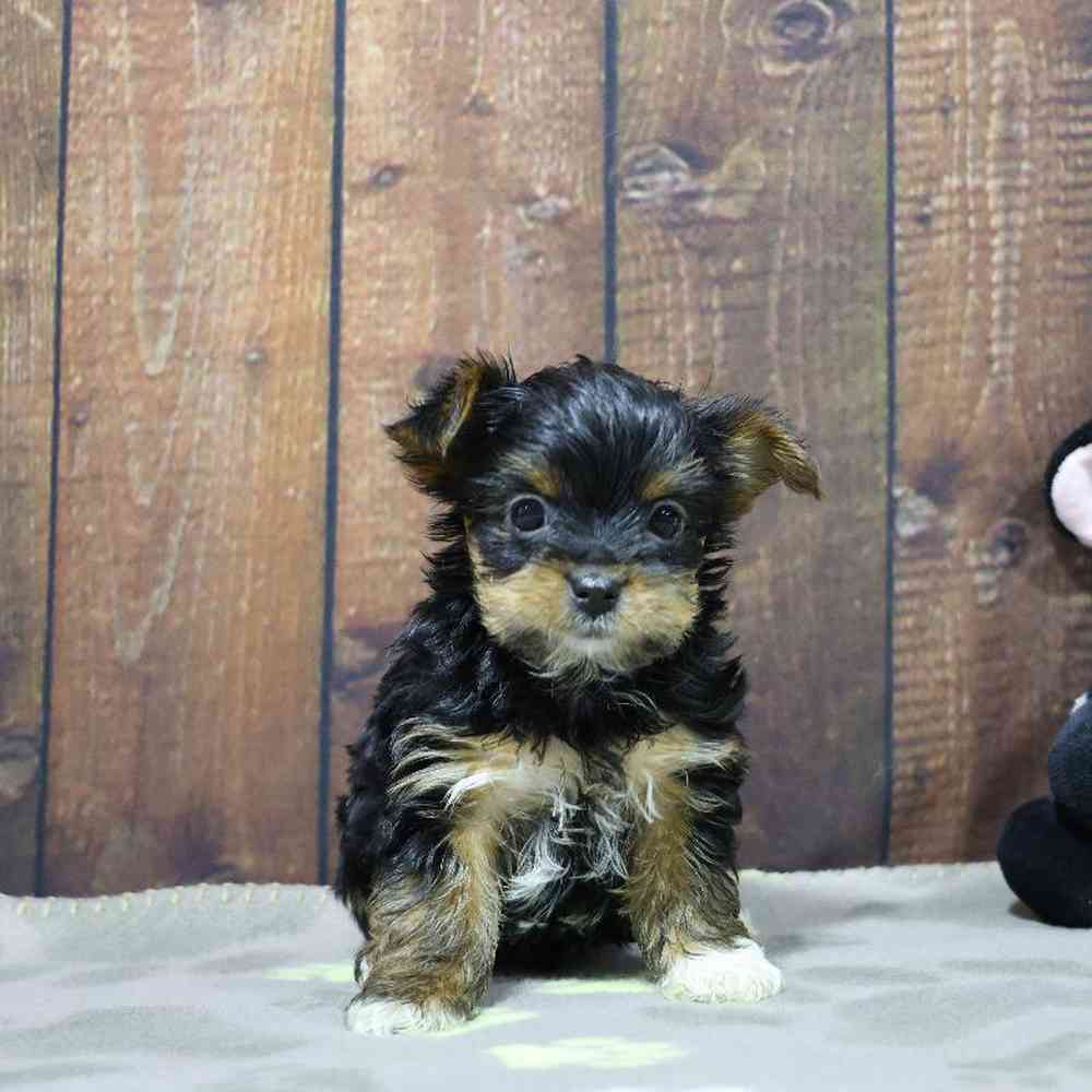 Male Yorkie Puppy for Sale in Millersburg, IN