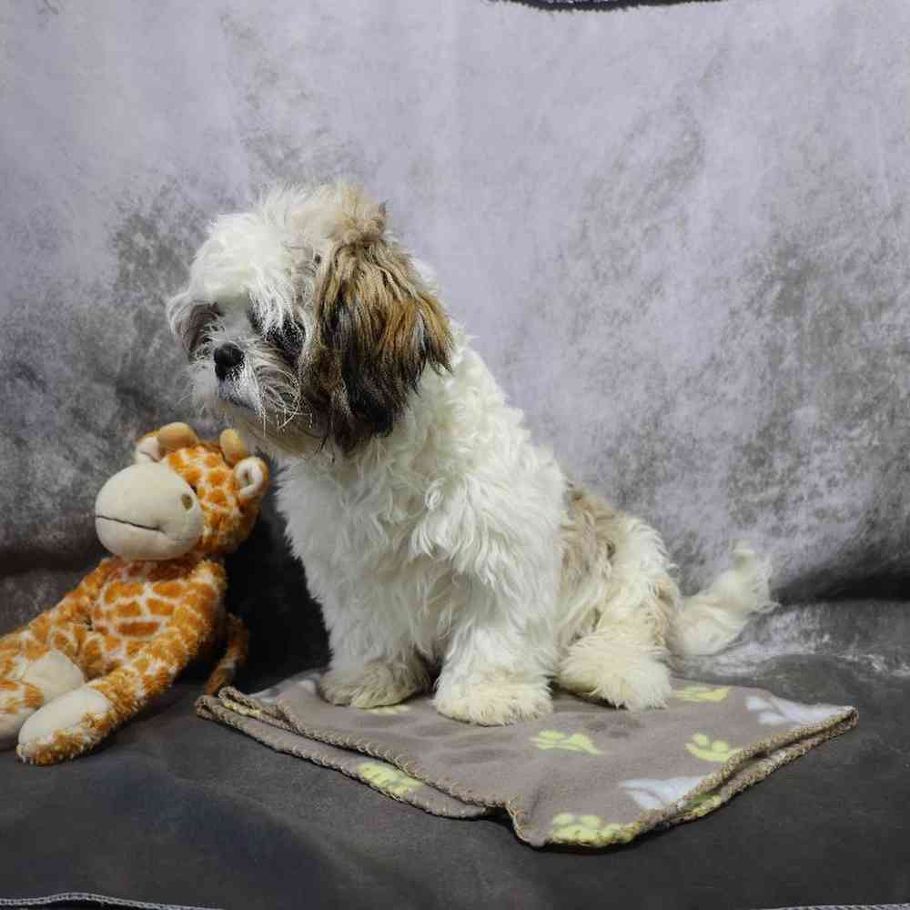 carousel pet images
