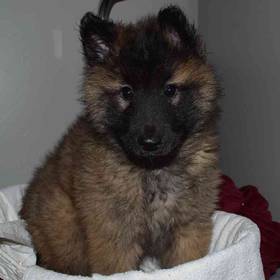 Belgian Tervuren