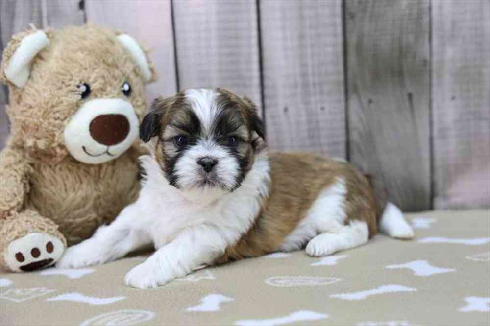carousel pet images