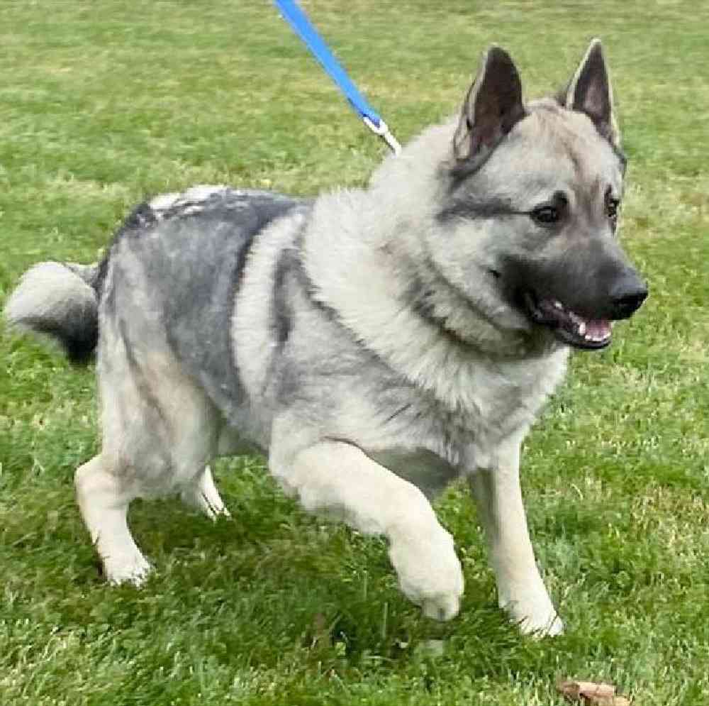 Female Norwegian Elkhound Puppy for Sale in Millersburg, IN