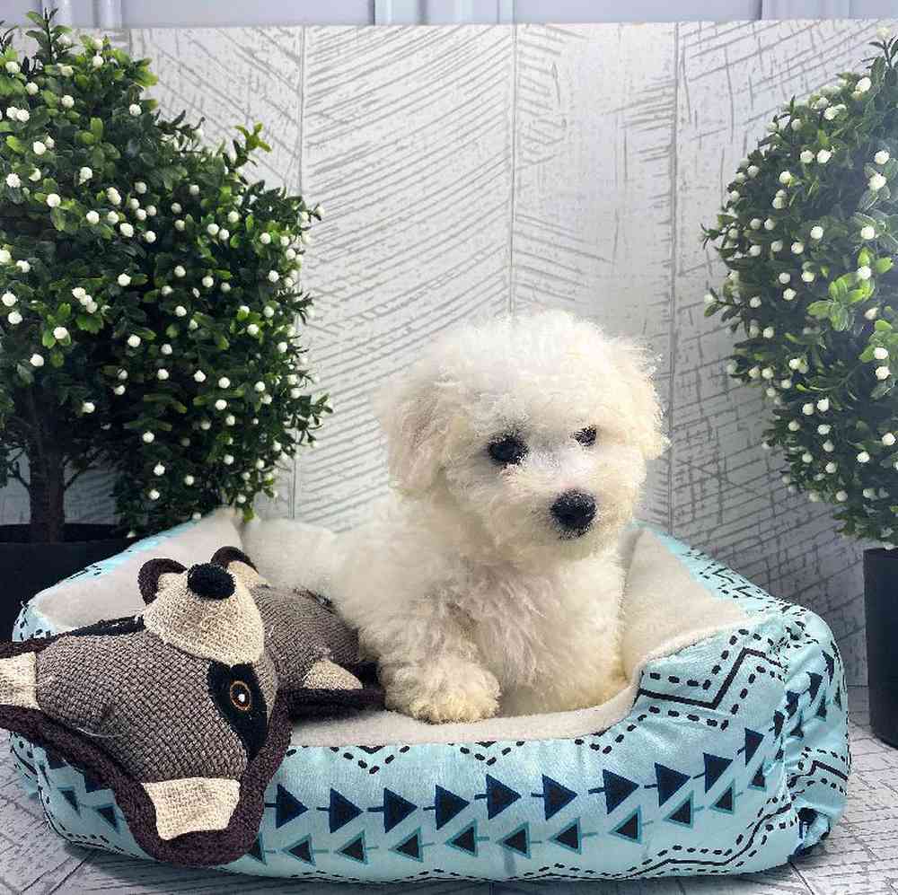 carousel pet images