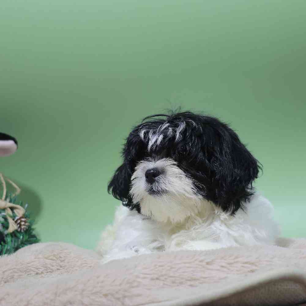 carousel pet images