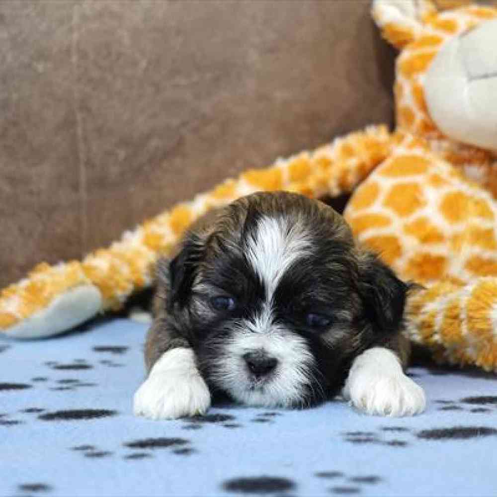 carousel pet images