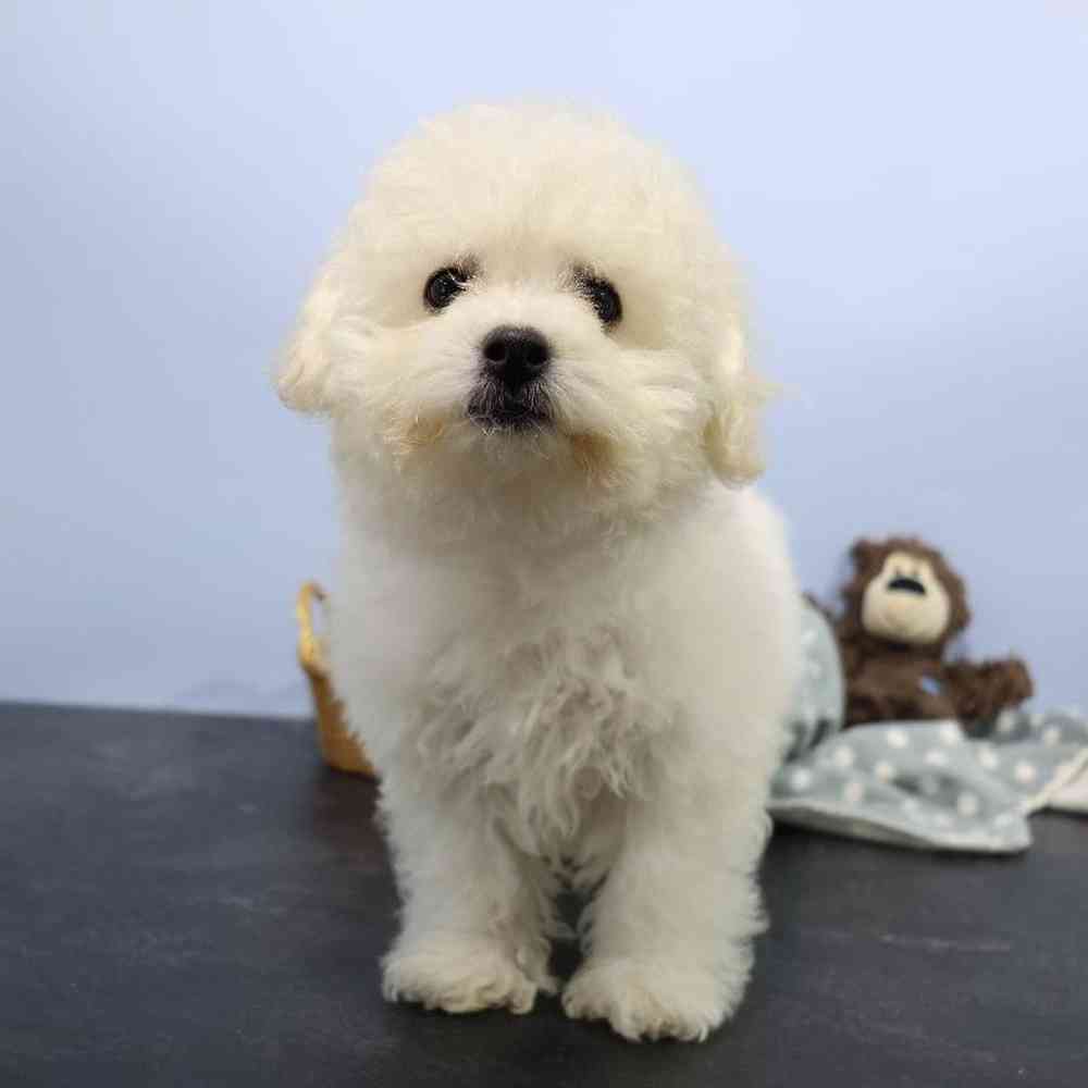 carousel pet images