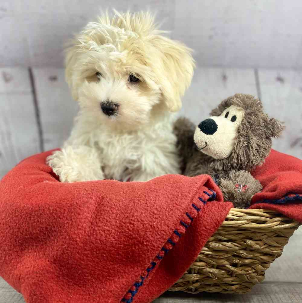 carousel pet images