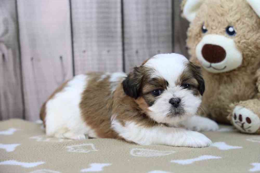 carousel pet images