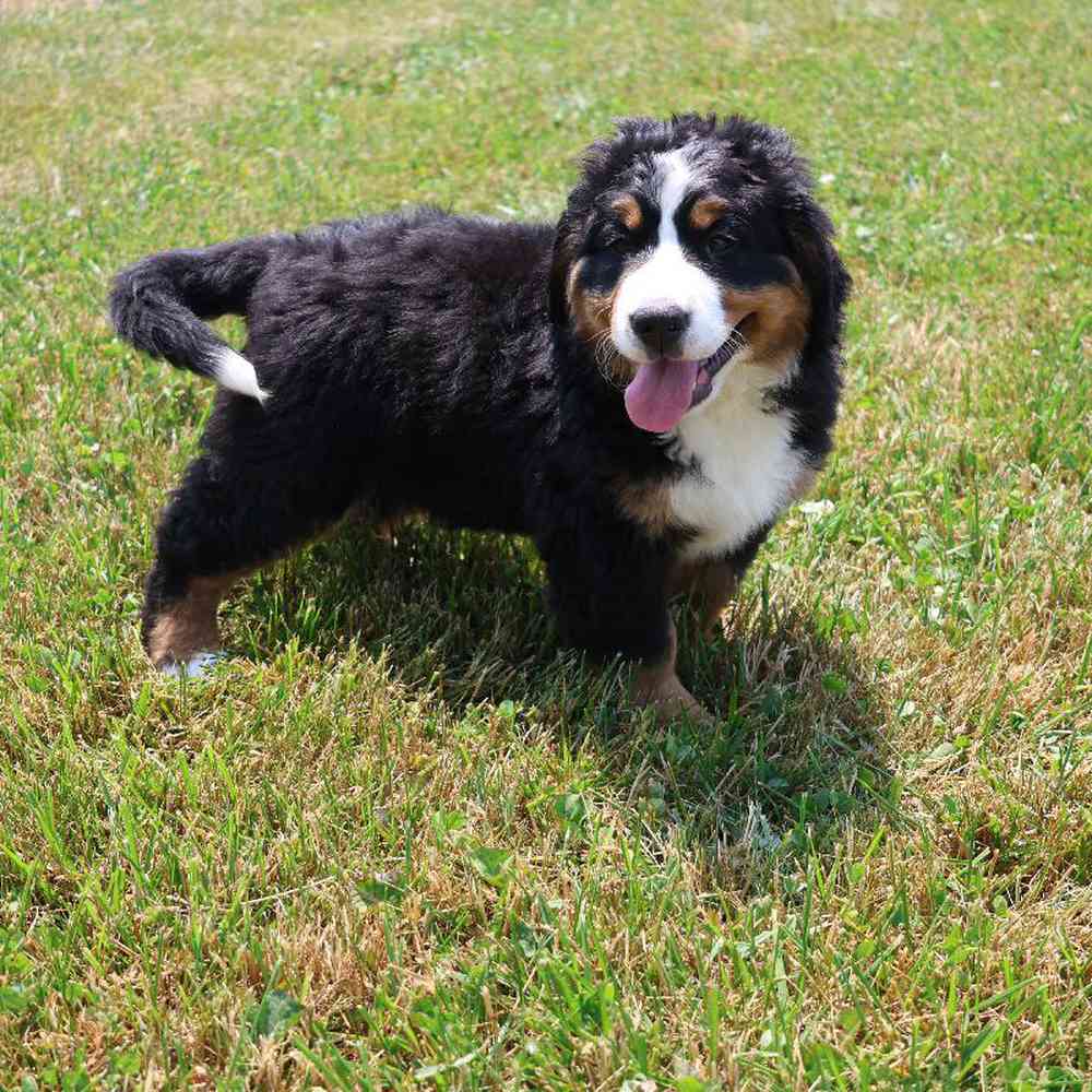 Female Bernese Mountain Dog Puppy for Sale in Millersburg, IN