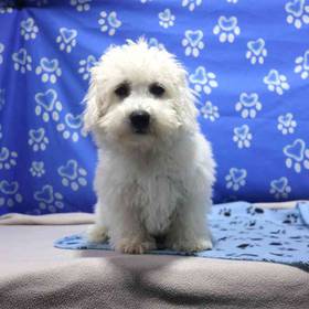 Bichon