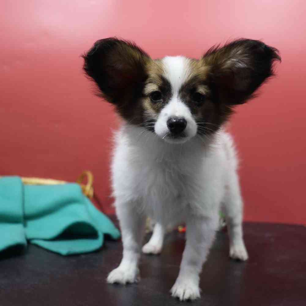 carousel pet images