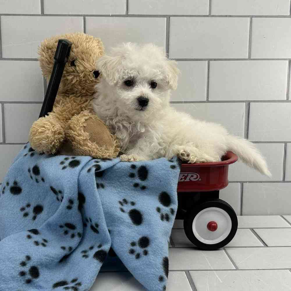 Male Bichon Puppy for Sale in Millersburg, IN