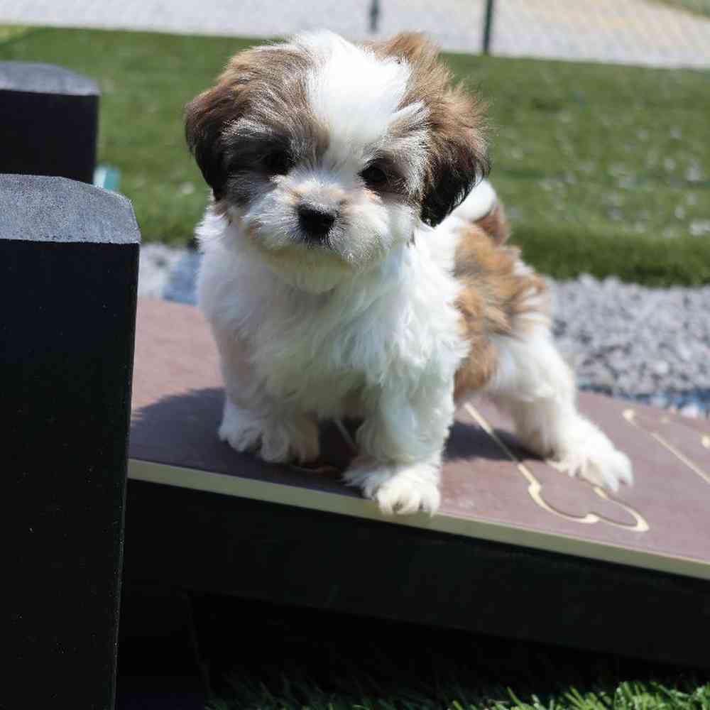 Male Shih Tzu Puppy for Sale in Millersburg, IN