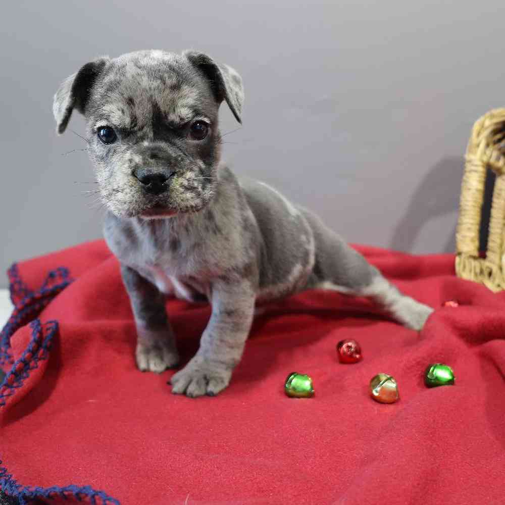 carousel pet images