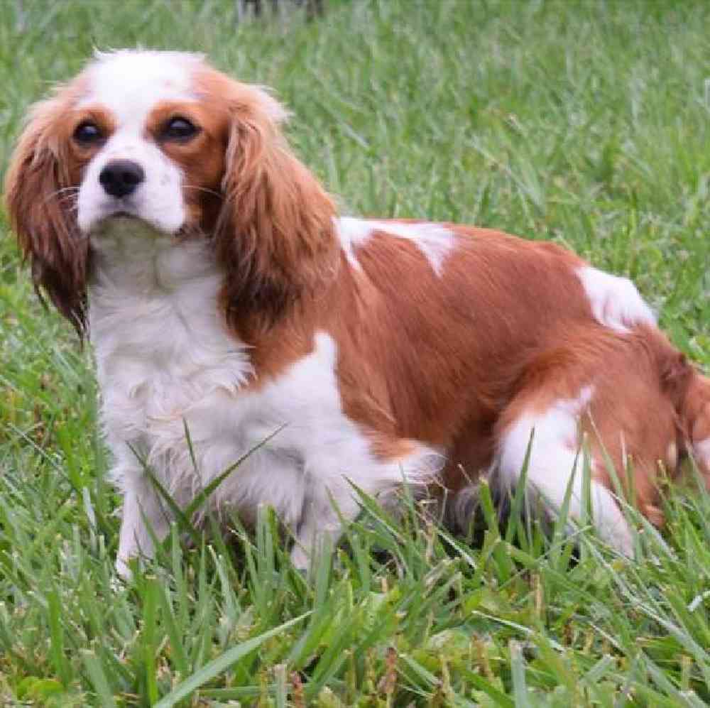 Male Cavalier King Charles Spaniel Puppy for sale