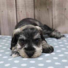 Mini Schnauzer