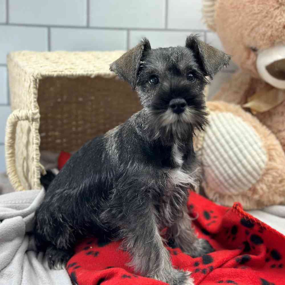 Male Mini Schnauzer Puppy for Sale in Millersburg, IN