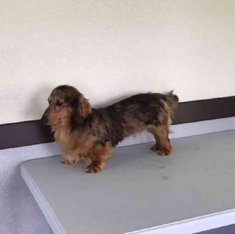 Female Dachshund Puppy for Sale in Millersburg, IN