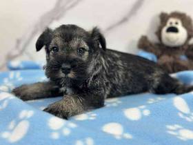 Mini Schnauzer