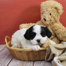 Shichon