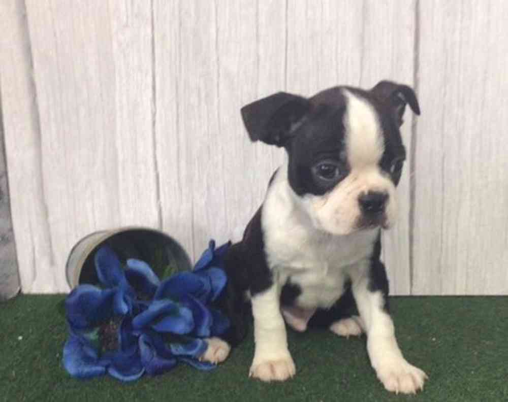 carousel pet images