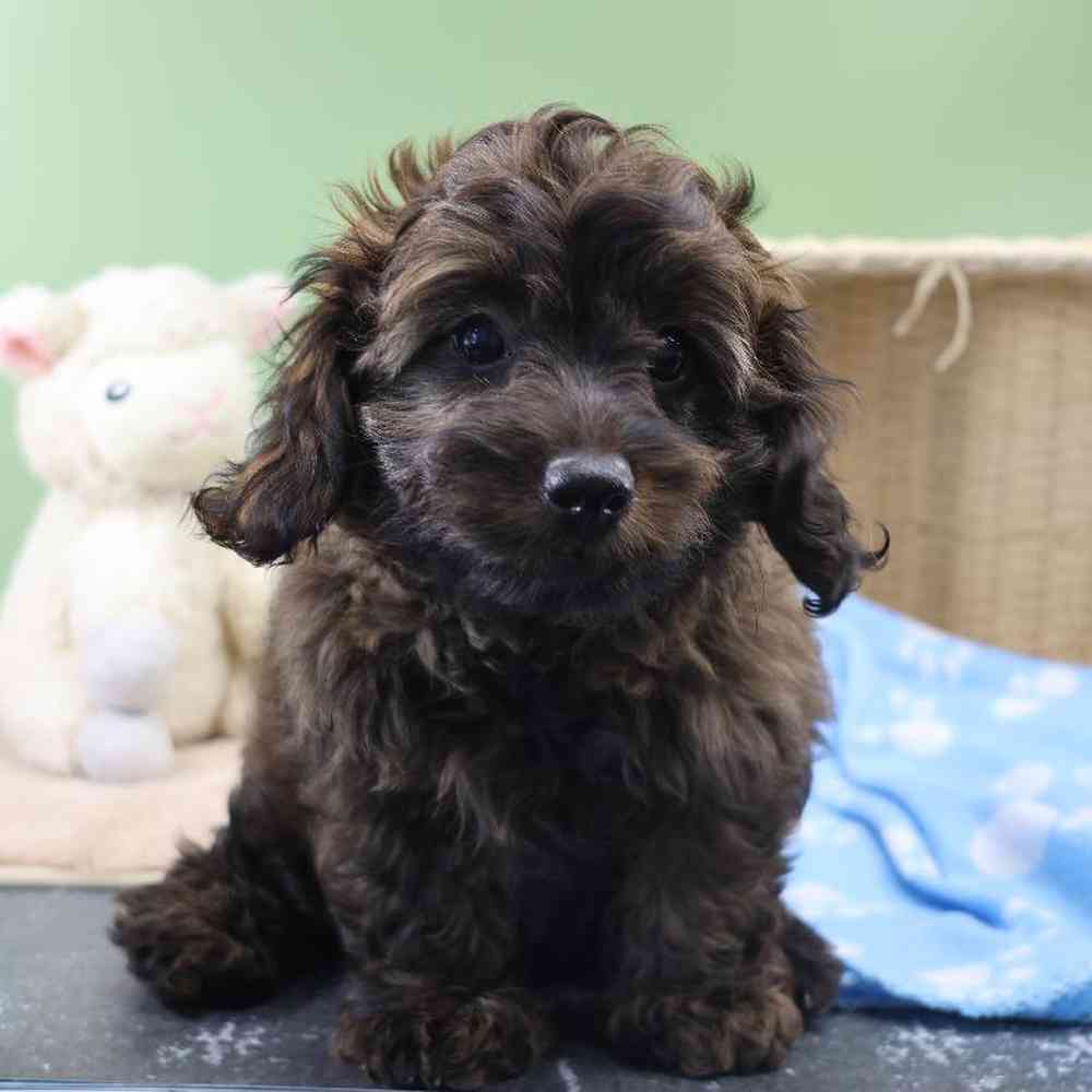 Male Doxiepoo Puppy for Sale in Millersburg, IN
