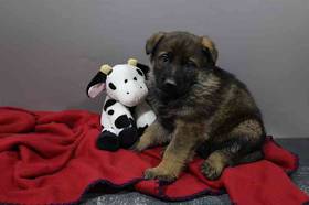 German Shepherd
