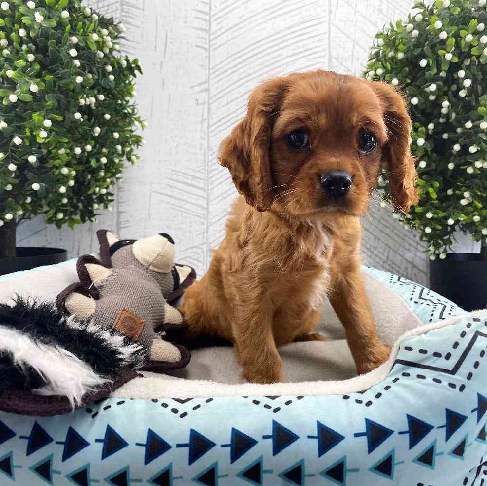 carousel pet images