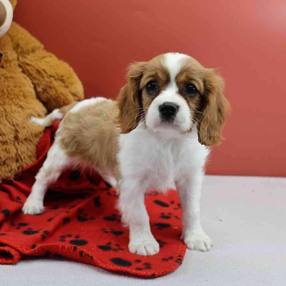 Female Cavalier King Charles Spaniel Puppy for Sale in Millersburg, IN