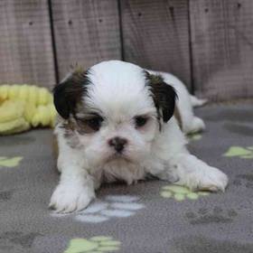 Shih Tzu