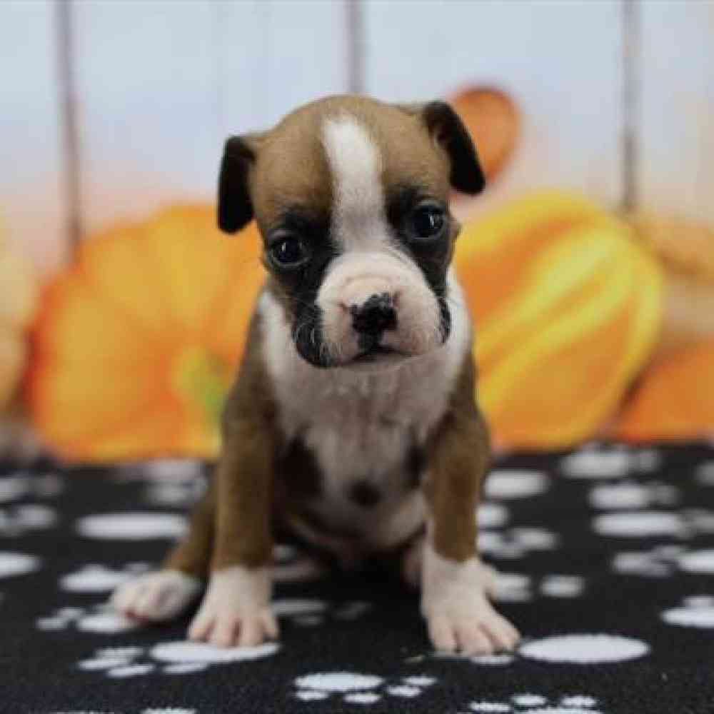 Boxer Puppy for sale - Heart String Healthy Puppies