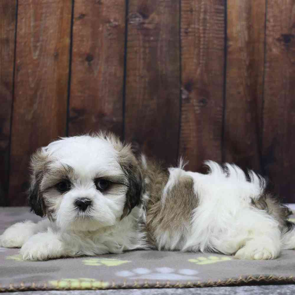 Male Shih Tzu Puppy for Sale in Millersburg, IN