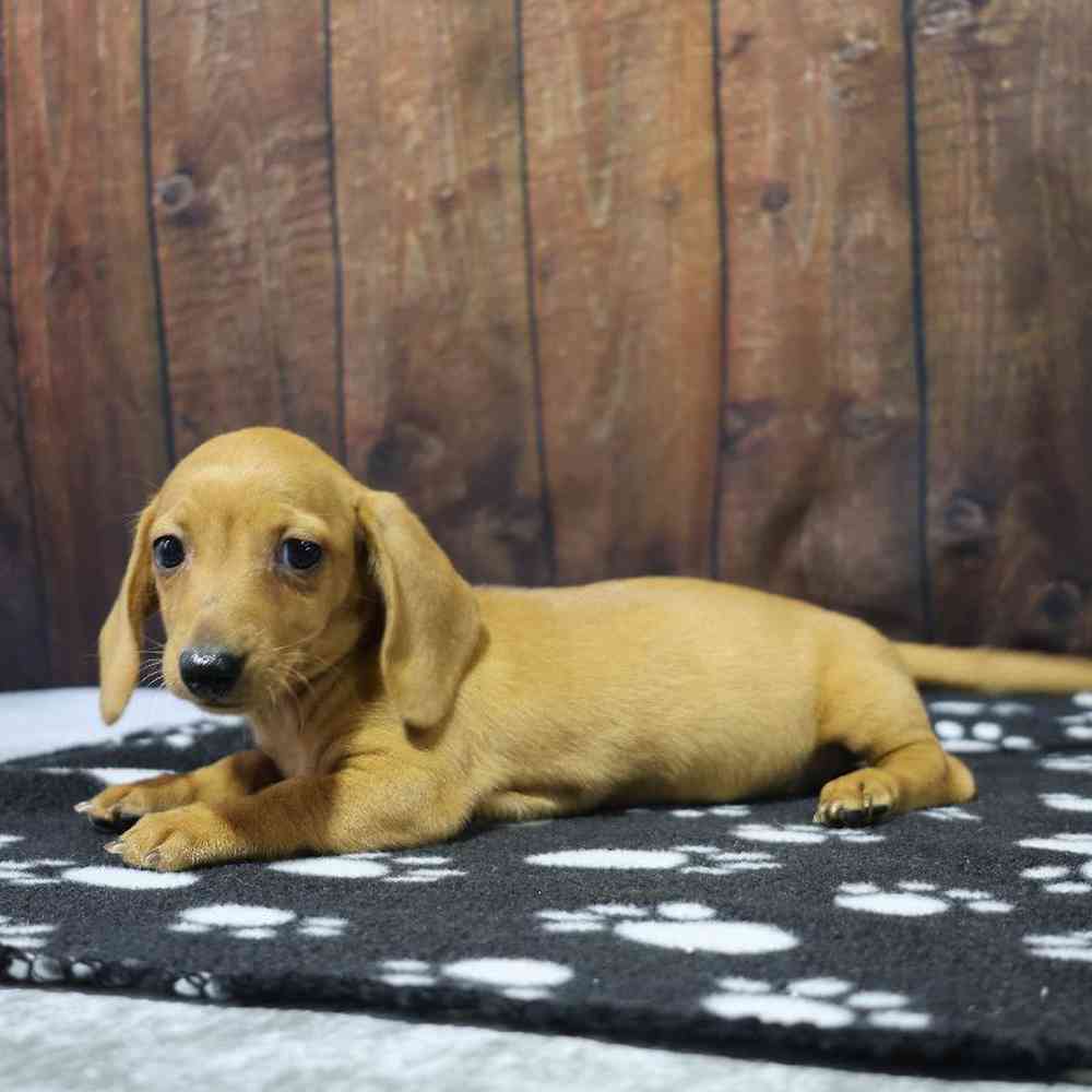 Female Dachshund Puppy for Sale in Millersburg, IN