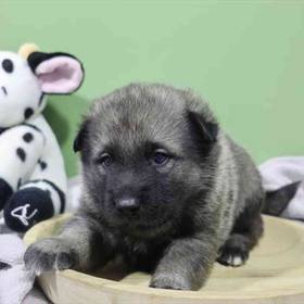 Norwegian Elkhound