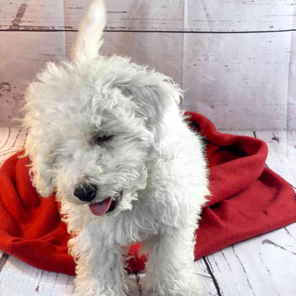 carousel pet images