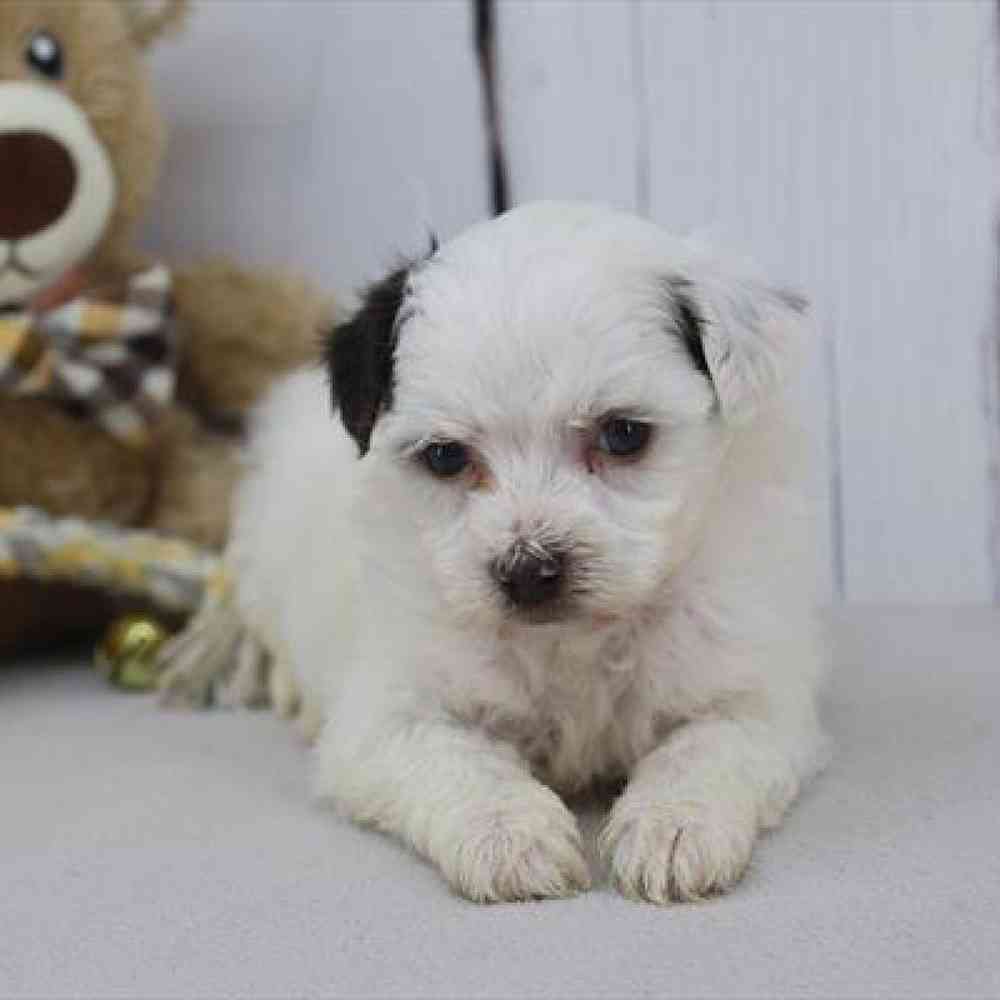 Image of a pet breed in the gallery