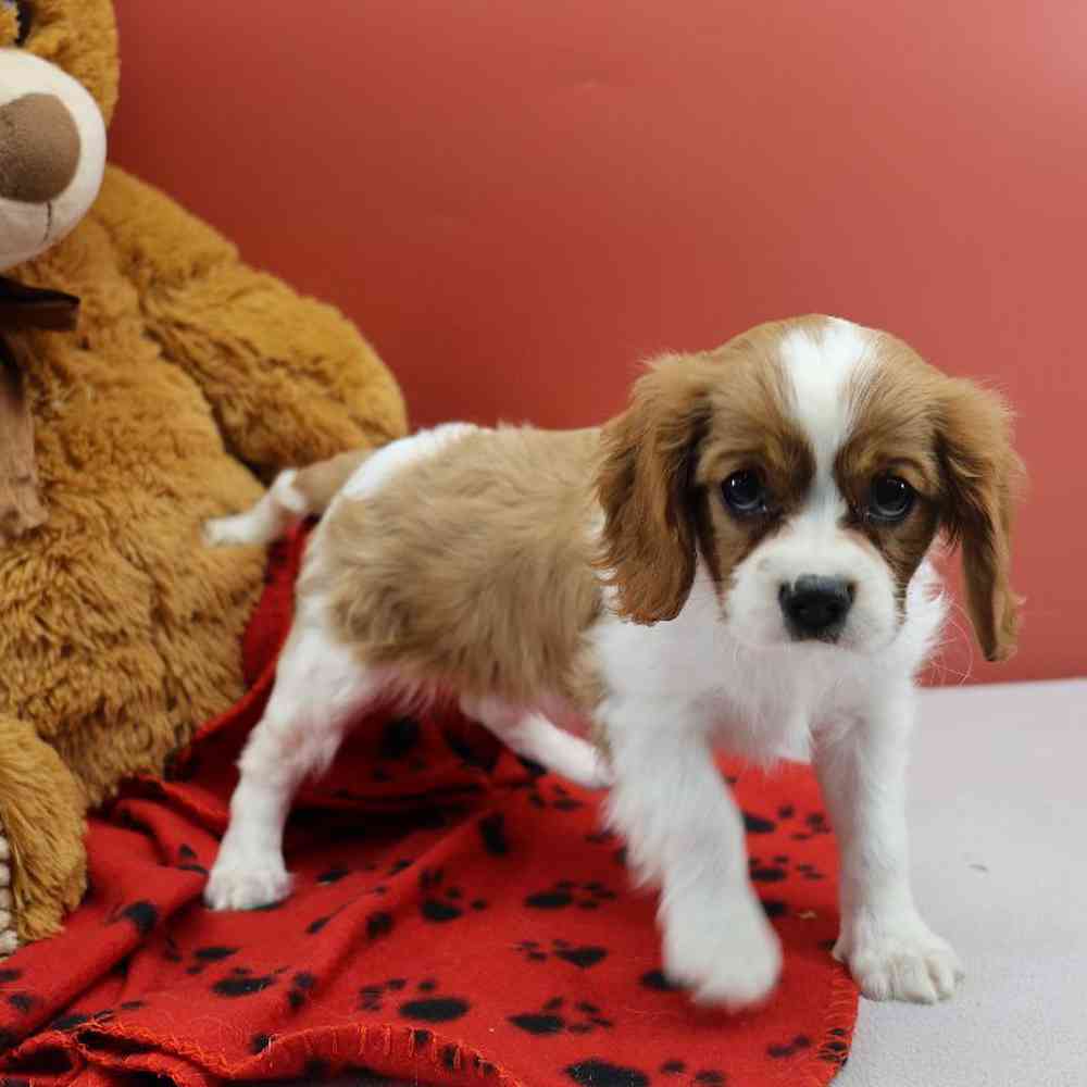 Female Cavalier King Charles Spaniel Puppy for Sale in Millersburg, IN