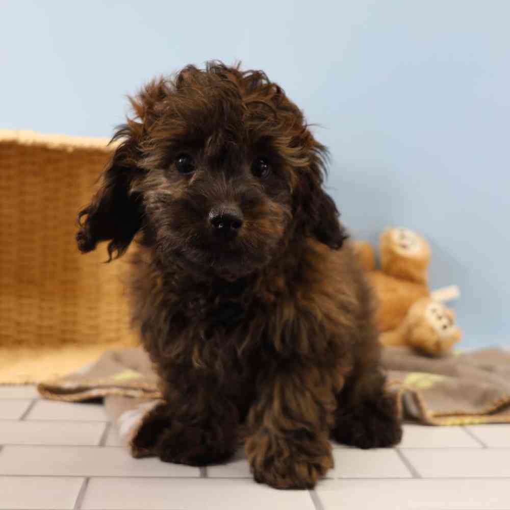 Male Doxiepoo Puppy for Sale in Millersburg, IN