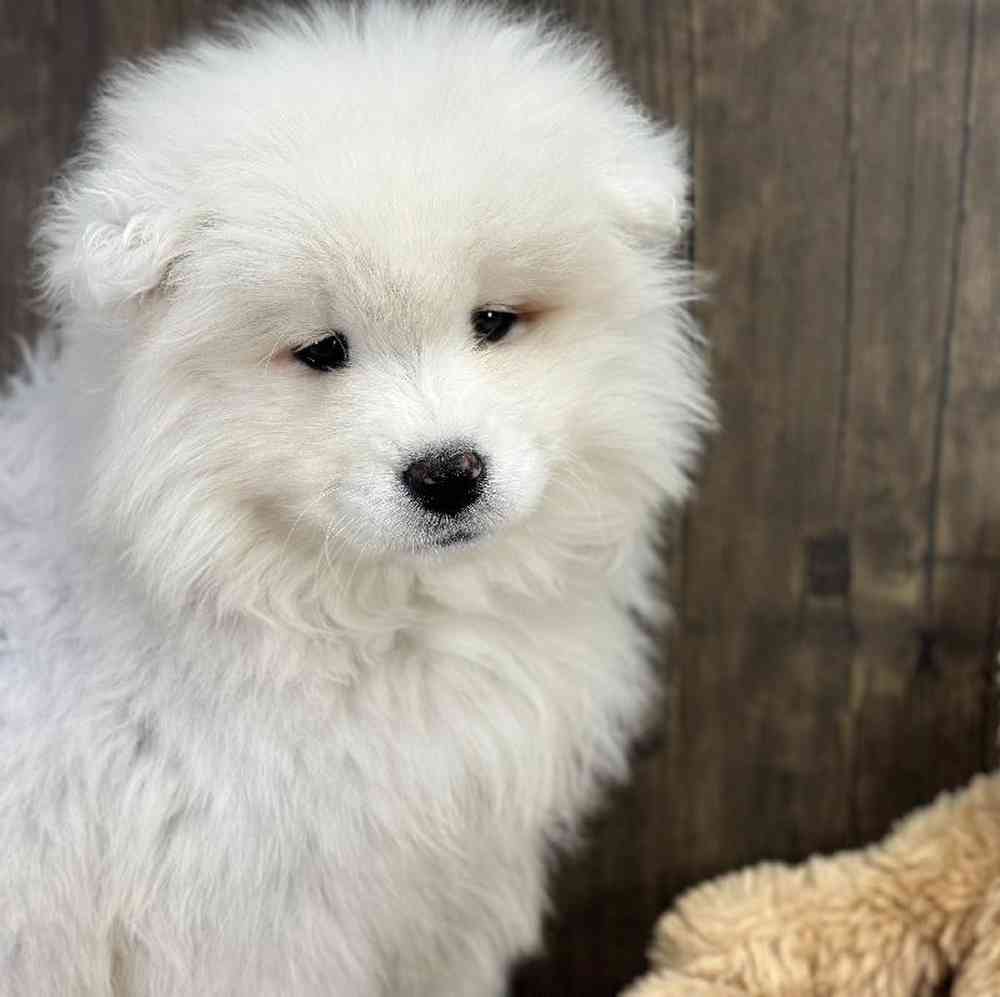 Female Samoyed Puppy for Sale in Millersburg, IN