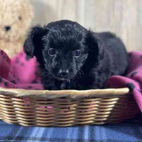 Papillon-Toy Poodle