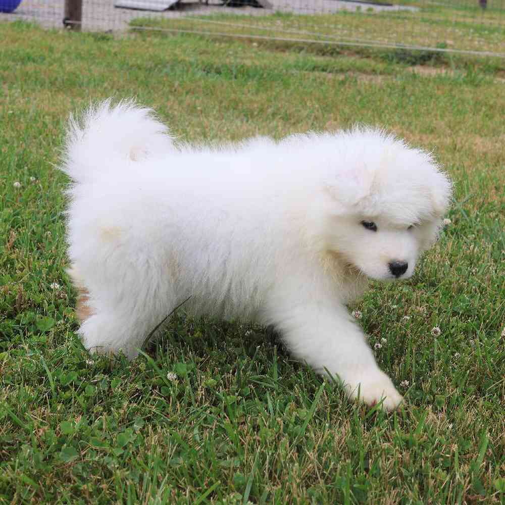 Male Samoyed Puppy for Sale in Millersburg, IN