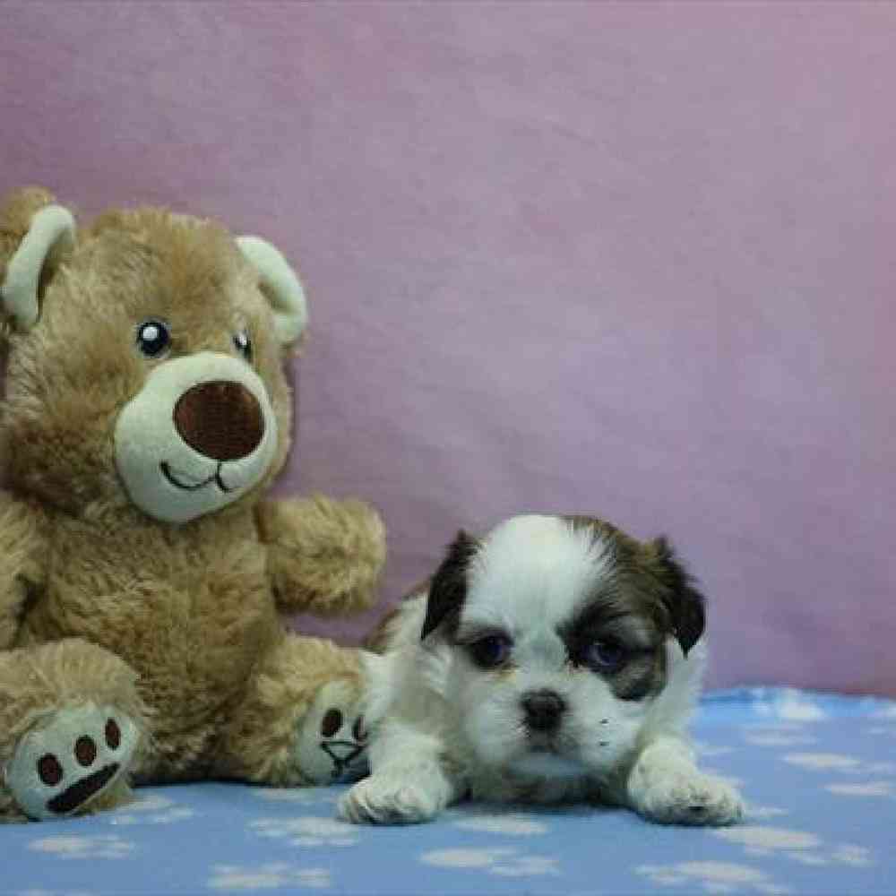 carousel pet images