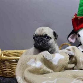 Pug