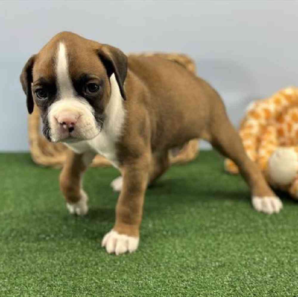 carousel pet images
